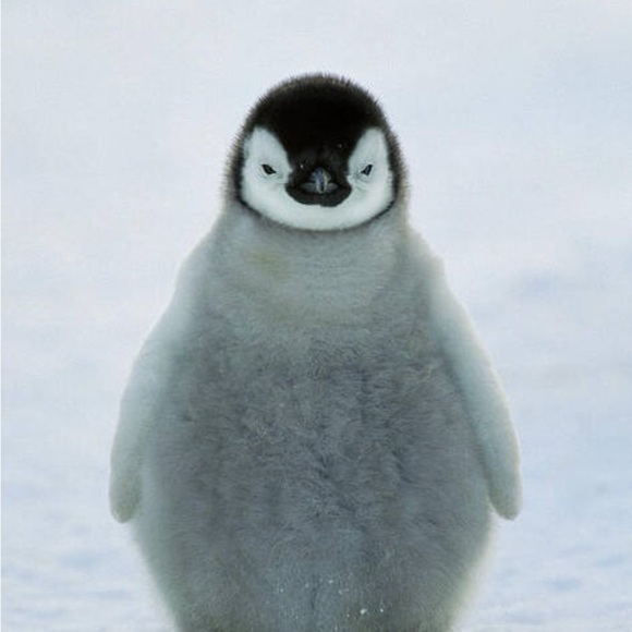 Meet your Posher, Gloria - Picture 3 of 5